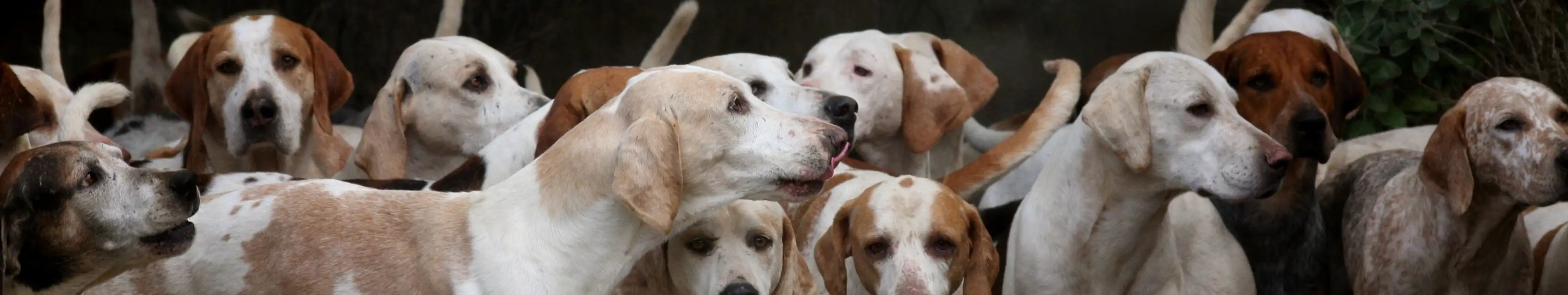Socialización Canina